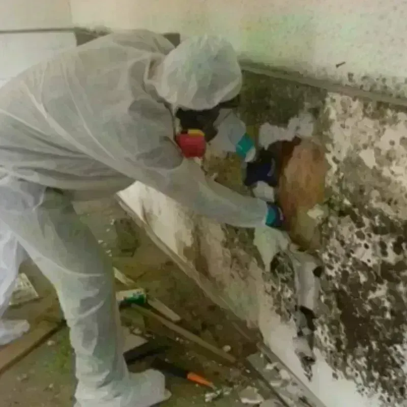 Mold Remediation and Removal in Kirby, TX